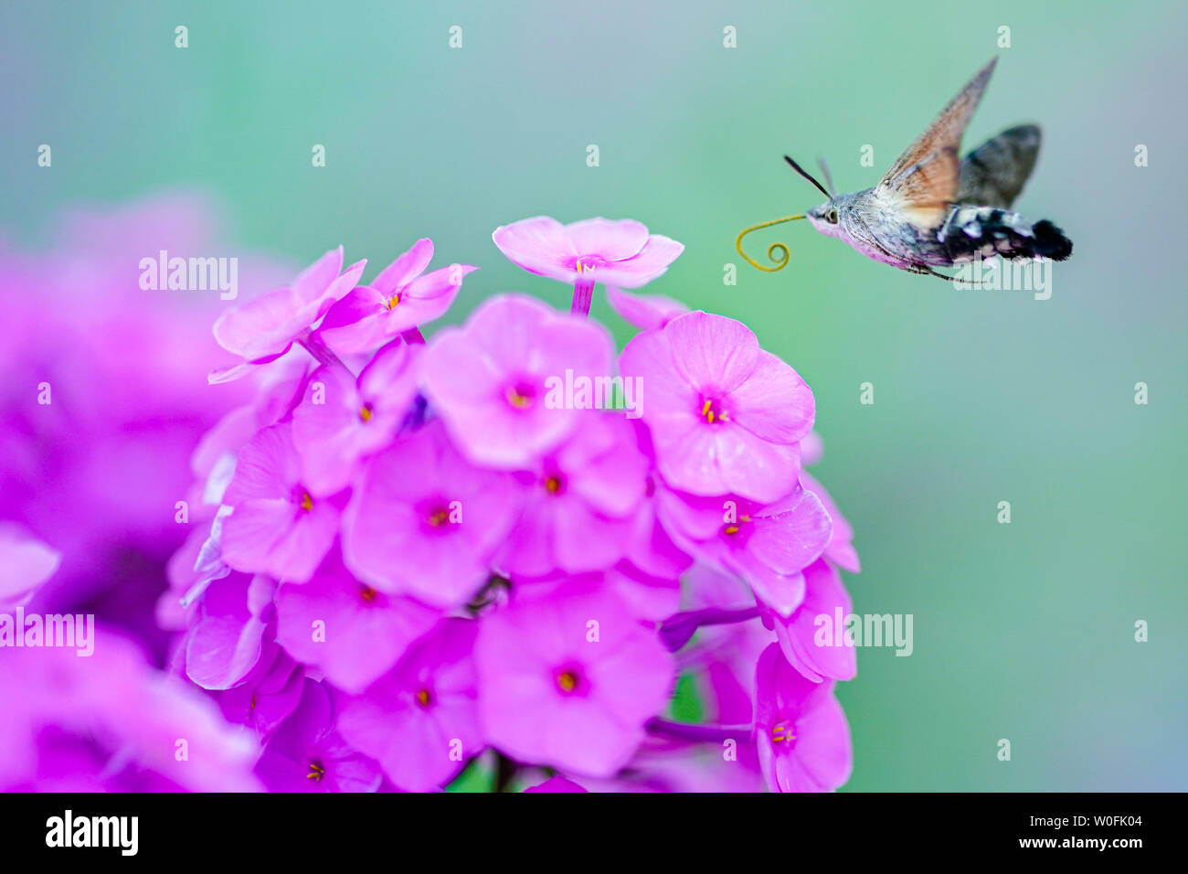 Heidelberg, Germania. Il 27 giugno, 2019. Un falco vola a fiori di un fiore di fiamma in farmacia il giardino del Museo della Farmacia. La semina è basato sullo storico impianto di libri. Credito: Uwe Anspach/dpa/Alamy Live News Foto Stock