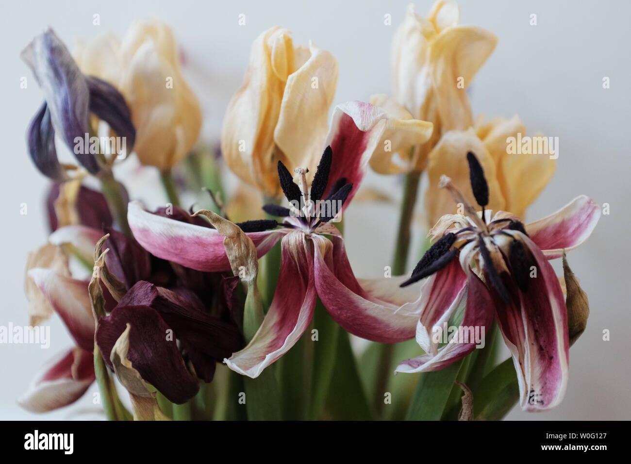 Decadendo giallo e rosa brillanti Tulip fiori. Foto Stock