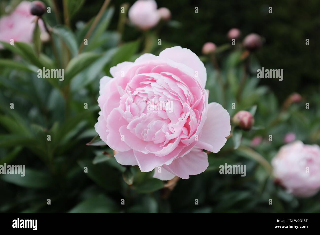 Incredibile rosa peonia fiore in fiore su un bel giorno d'estate. Foto Stock