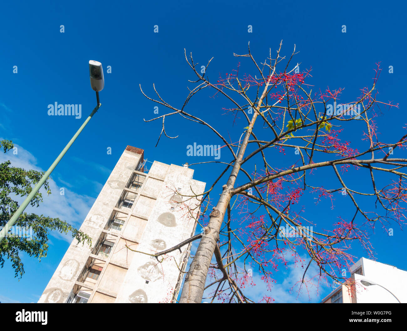 Alberi in centro città Foto Stock