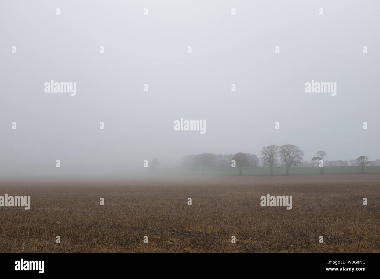 Nebbia mattutina scende su un campo al di fuori di San Andrews Fife, Scozia. Foto Stock