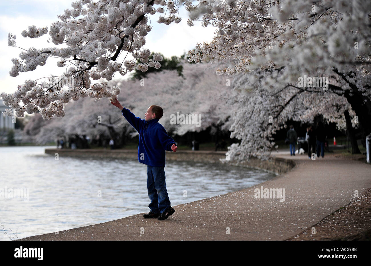 Un ragazzo tocca un fiore di ciliegio durante il National Cherry Blossom Festival di Washington, 4 aprile 2011. UPI/Kevin Dietsch Foto Stock