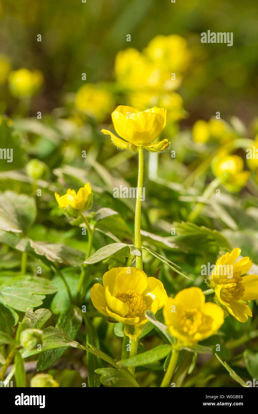 Full-blooming golden fiore selvatico Ranuncolo strisciante, alias ranuncolo, corridori buttercup, anatra claw prezzemolo, schiaffo di anatra, anatra artiglio, è un erba perenne della famiglia ranuncolo, con rami striscianti, può attecchire in corrispondenza di nodi, crescere rapidamente, felice di sun e resistenti a Yin. Piccoli fiori gialli, lucida, fioritura da Aprile a Maggio. Nata originariamente in erba bagnata, acqua bordo o zone umide, può essere utilizzato come una massa di materiale di copertura per urban greening, bellissimo paesaggio, ma non calpestare. Cold-resistenti, bagnato, felice sole e ombra. Esso è distribuito in molte parti della Cina. Foto Stock