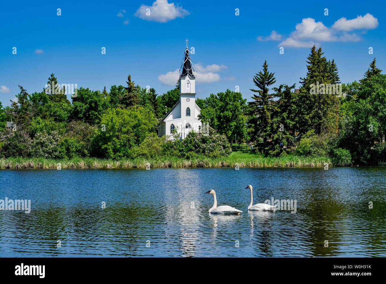 Coppia di Tundra cigni e ucraino chiesa cattolica, Mirror Lake, Camrose, Alberta, Foto Stock