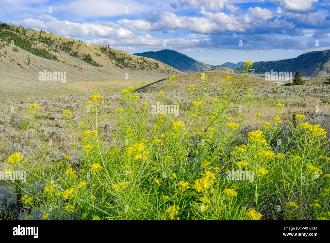 Sud Okanagan praterie, British Columbia, Canada Foto Stock