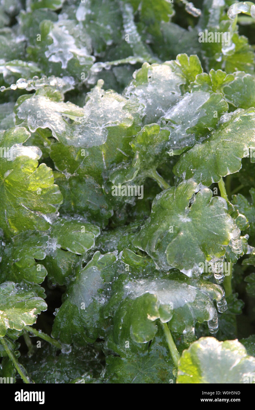 Newton, KS. 11 aprile 2013 un modo insolito tempesta di ghiaccio hits Kansas durante la primavera, copertura vegetale emergenti la vita con una lastra di ghiaccio. Foto Stock