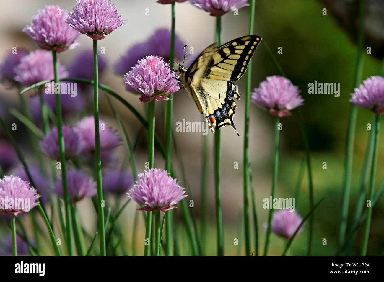 Il vecchio mondo coda forcuta (Papilio machaon) ali in movimento su e giù mentre si alimenta in erba cipollina. Foto Stock