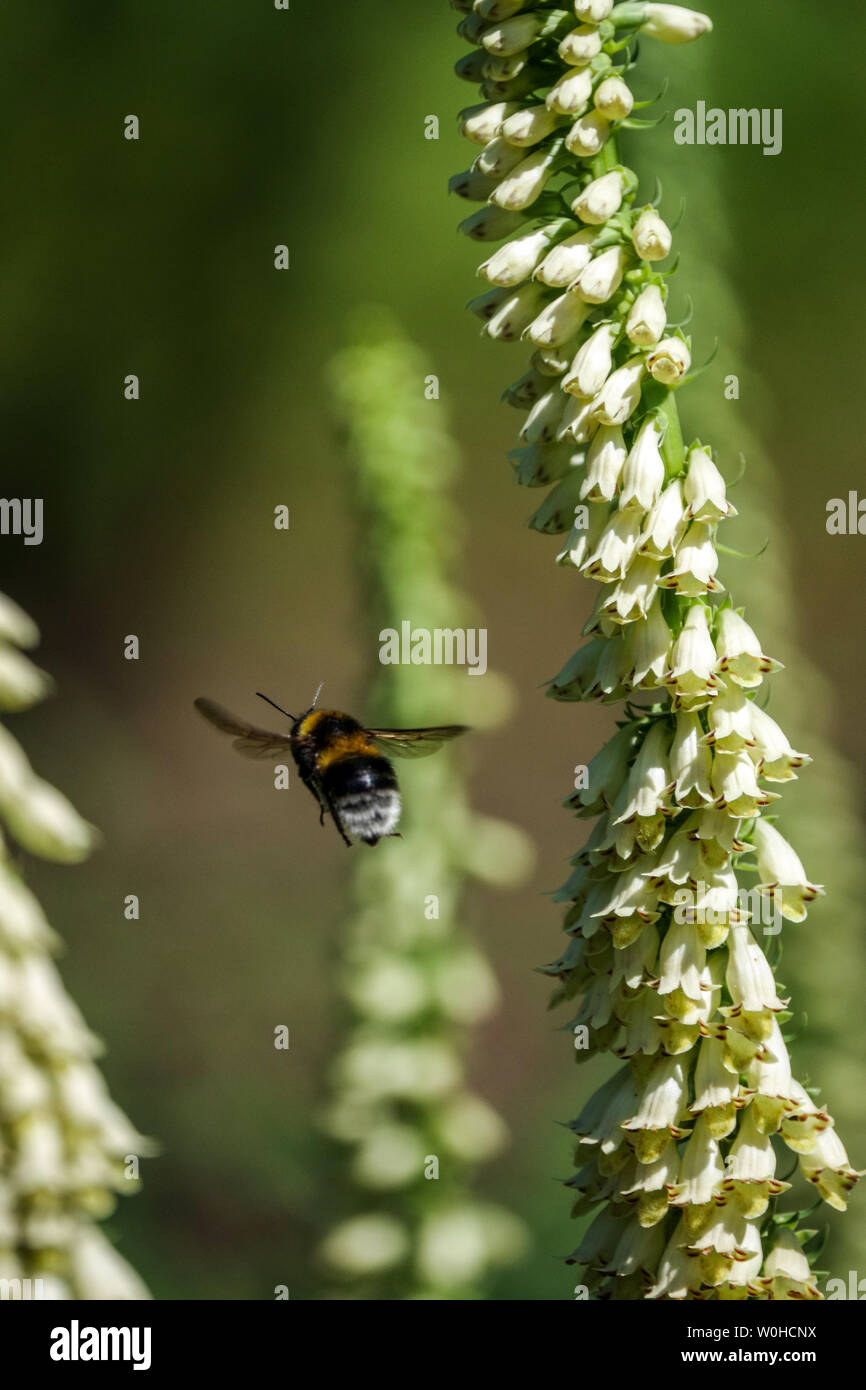 Foxglove Flower digitalis viridiflora, Large Earth Bumblebee, Bombus Terrestris Bumblebee Flying Foto Stock
