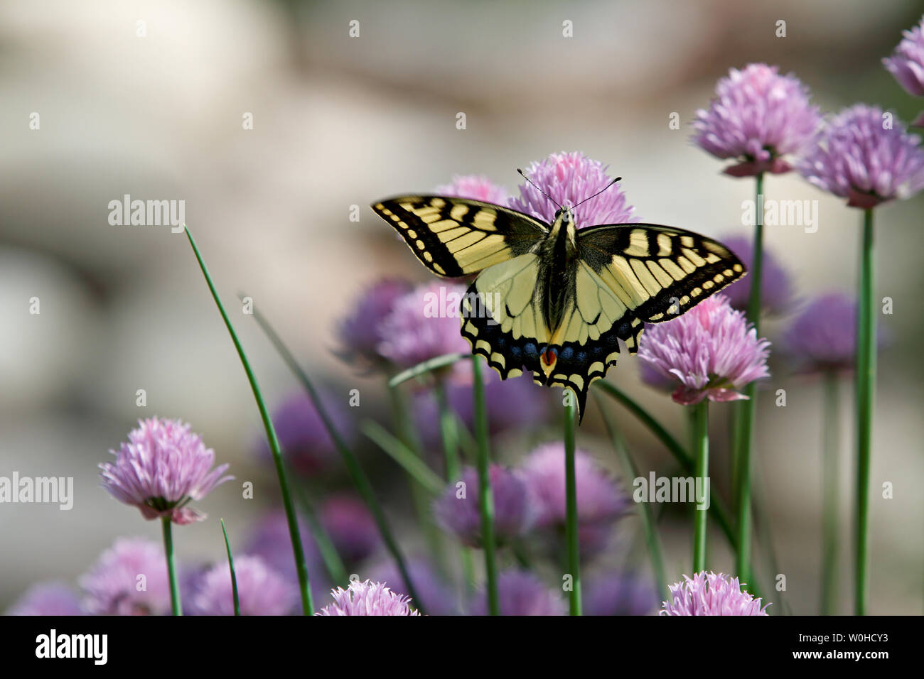 Il vecchio mondo coda forcuta (Papilio machaon) ali in movimento su e giù mentre si alimenta in erba cipollina. Foto Stock
