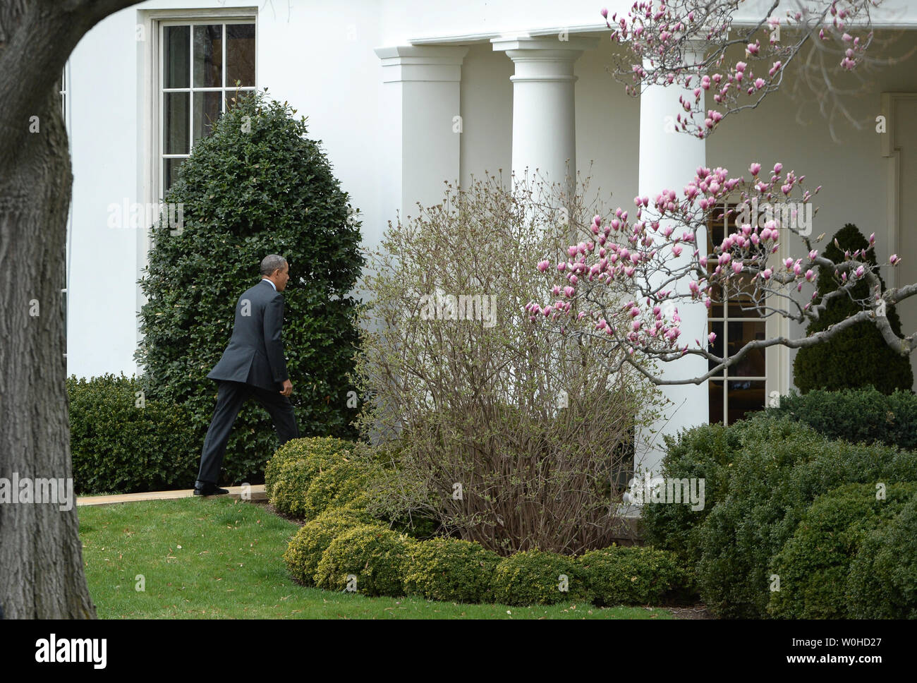 Il presidente Barack Obama cammina indietro all'Ufficio Ovale dopo un evento sul prato Sud della Casa Bianca a Washington il 1 aprile 2014. Il Presidente ha onorato la Boston Red Sox per il vincitore della Major League Baseball della World Series nel 2013. Egli farà una dichiarazione sulla cura conveniente agire più tardi nella giornata. UPI/Pat Benic Foto Stock