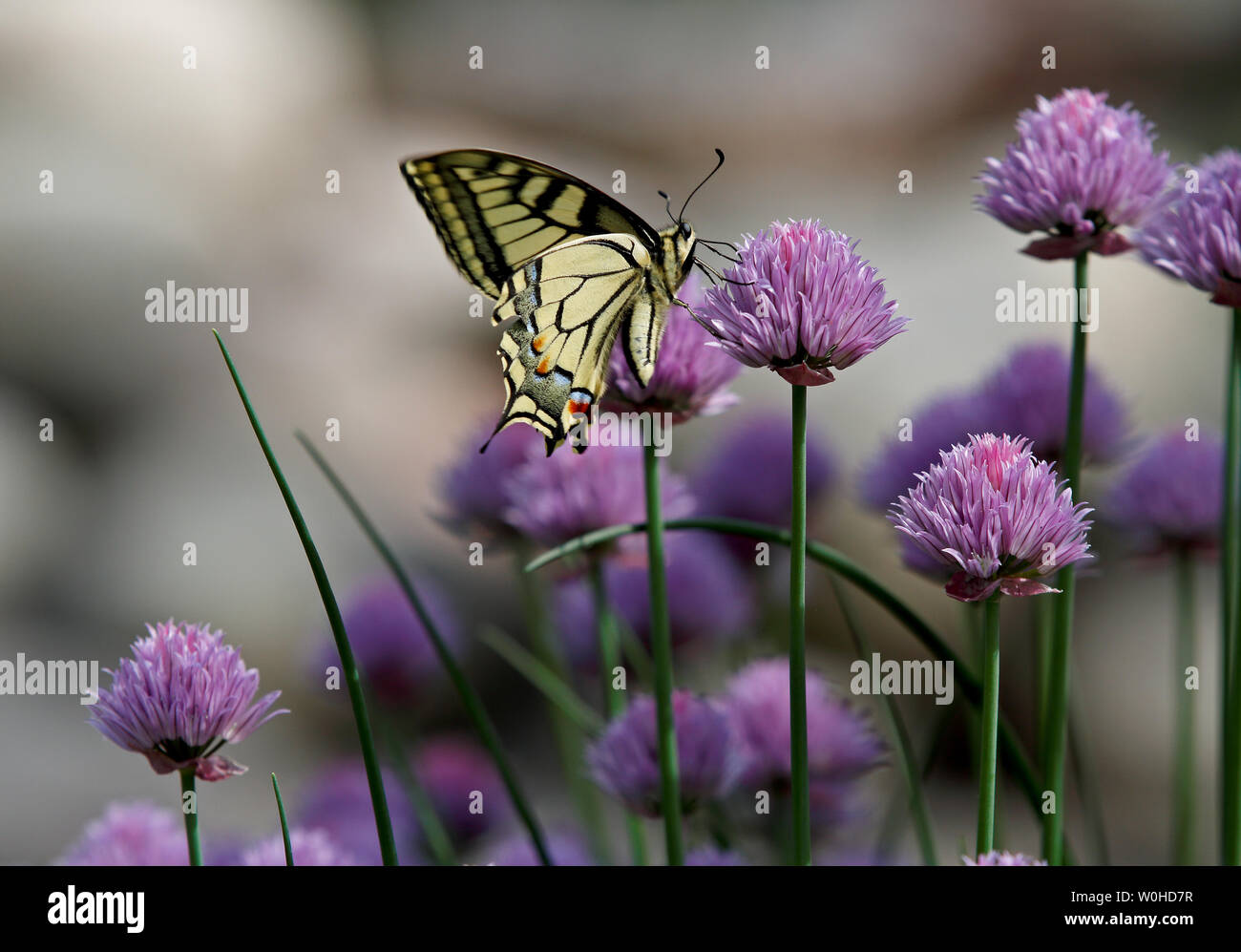 Il vecchio mondo coda forcuta (Papilio machaon) ali in movimento su e giù mentre si alimenta in erba cipollina. Foto Stock
