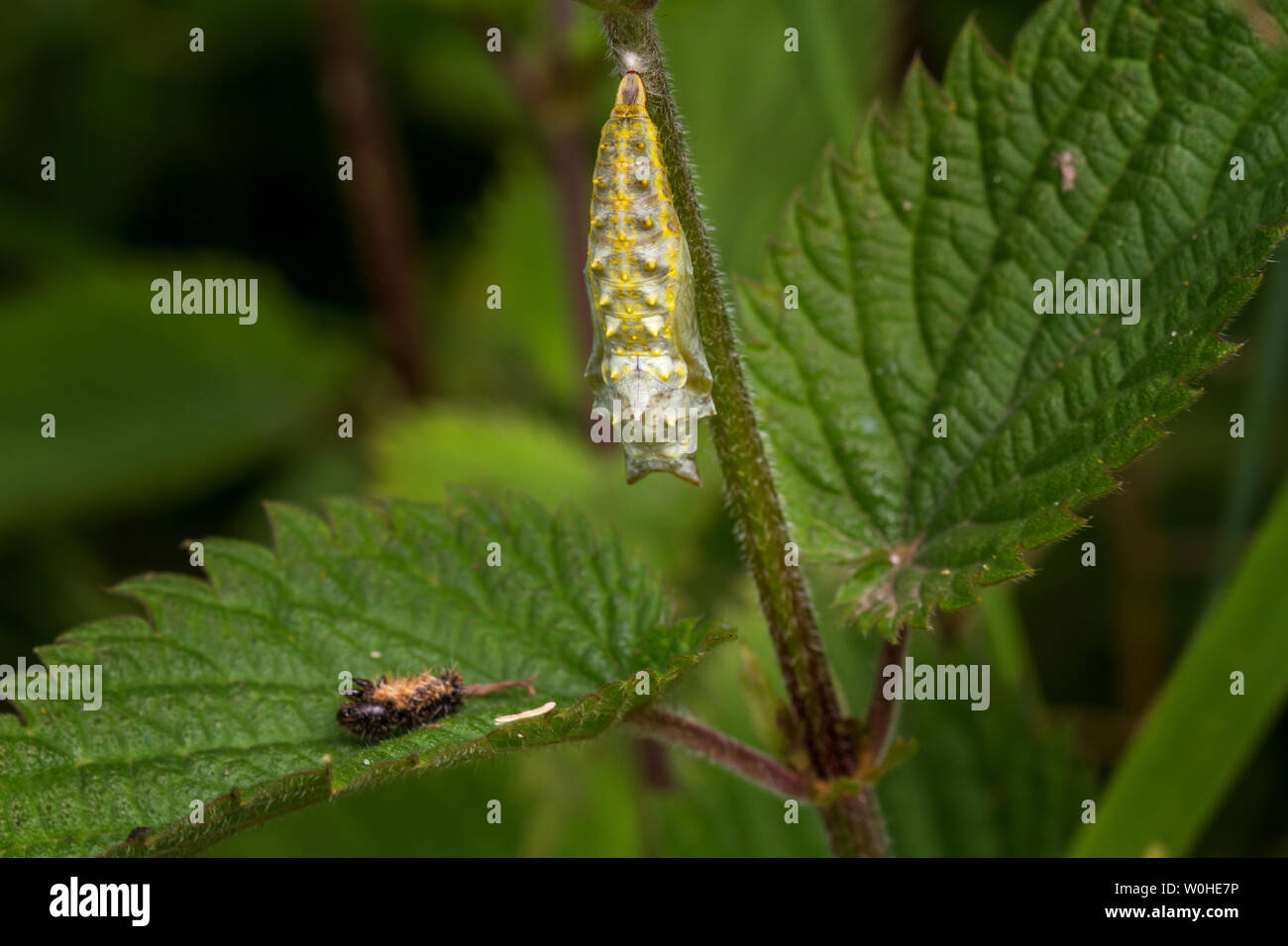 Regno Unito Fauna selvatica: farfalla pavone pupa nelle primissime fasi con scartata la pelle di caterpillar al di sotto di Foto Stock