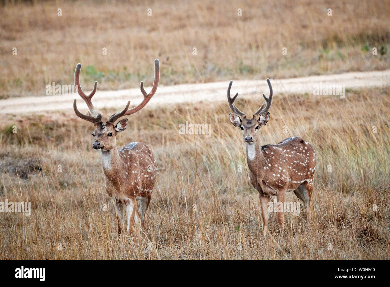 Due spotted deer o asse di cervi, asse asse, Bandipur Riserva della Tigre, Karnataka, India Foto Stock