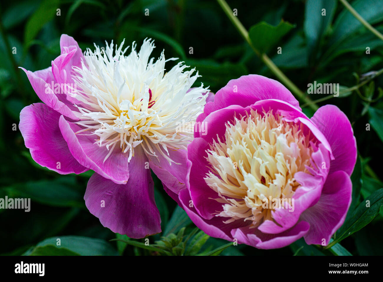 Il fiore di una peonia 'ciotola di bellezza' (Paeonia lactiflora 'ciotola di bellezza') Foto Stock