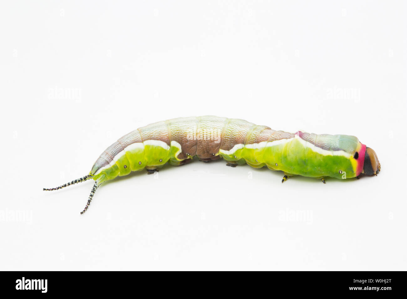 Un splendidamente segnato Puss Moth caterpillar, Cerura vinula, fotografati contro uno sfondo bianco. Puss Moth i bruchi o larve, hanno eccellenti Foto Stock