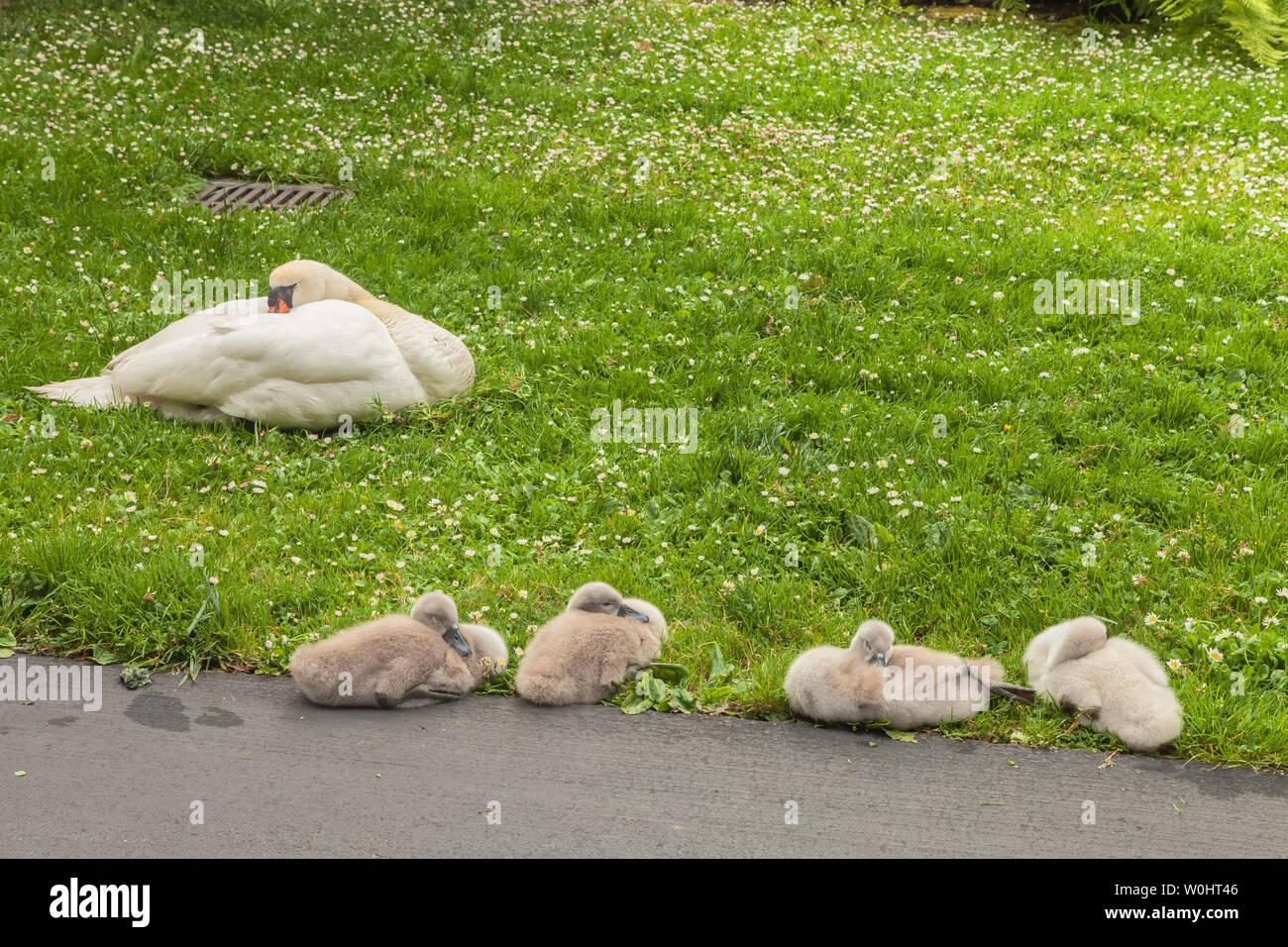 Famiglia di cigni, Cygnus olor, stanno dormendo sull'erba a Palazzo delle Belle Arti, San Francisco, California, Stati Uniti d'America Foto Stock