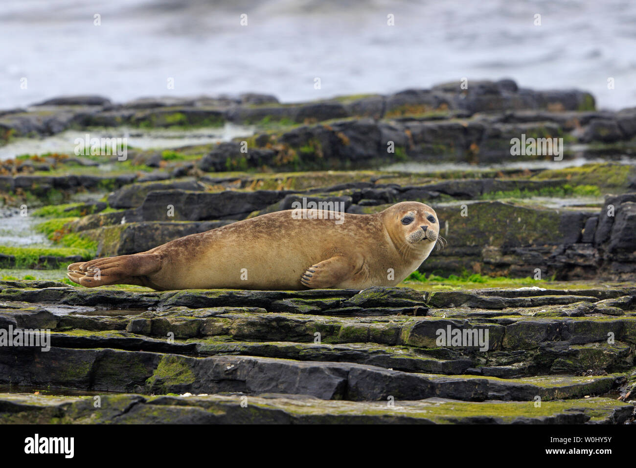 Guarnizione comune su North Ronaldsay Isole Orcadi Scozia Scotland Foto Stock