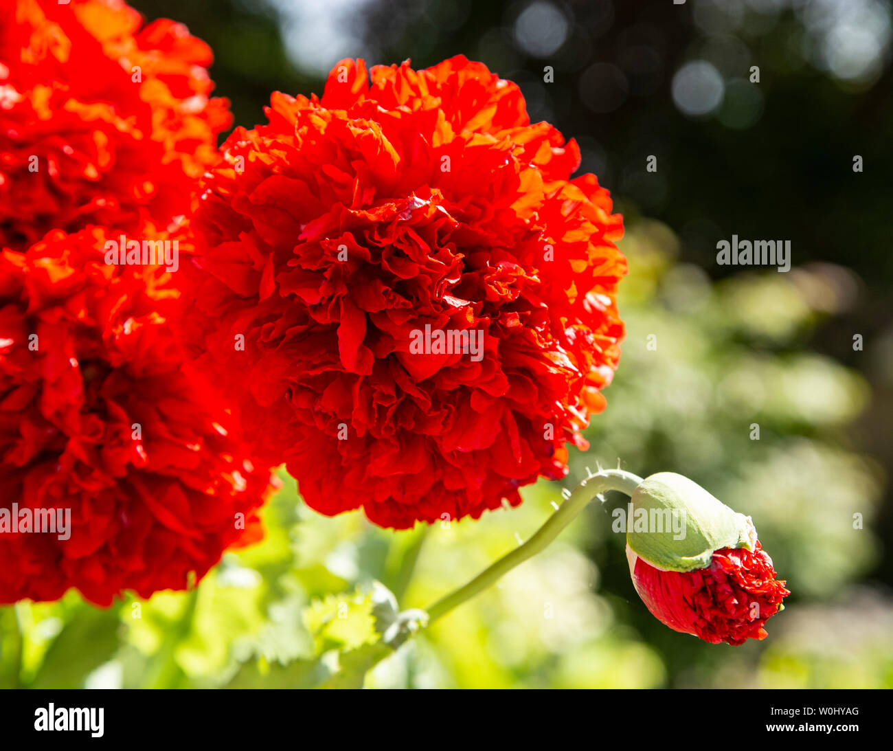 Rosso papavero pom pom che crescono in un giardino,Papaver somniferum, Foto Stock