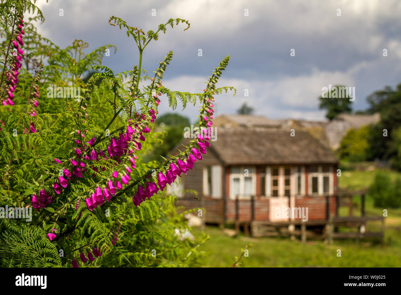 Bee volando verso rosa foxgloves su un vicolo del paese vicino a summerhouse sgangherato una volta utilizzati dai turisti in estate, Burley Woodhead, nello Yorkshire, Regno Unito Foto Stock