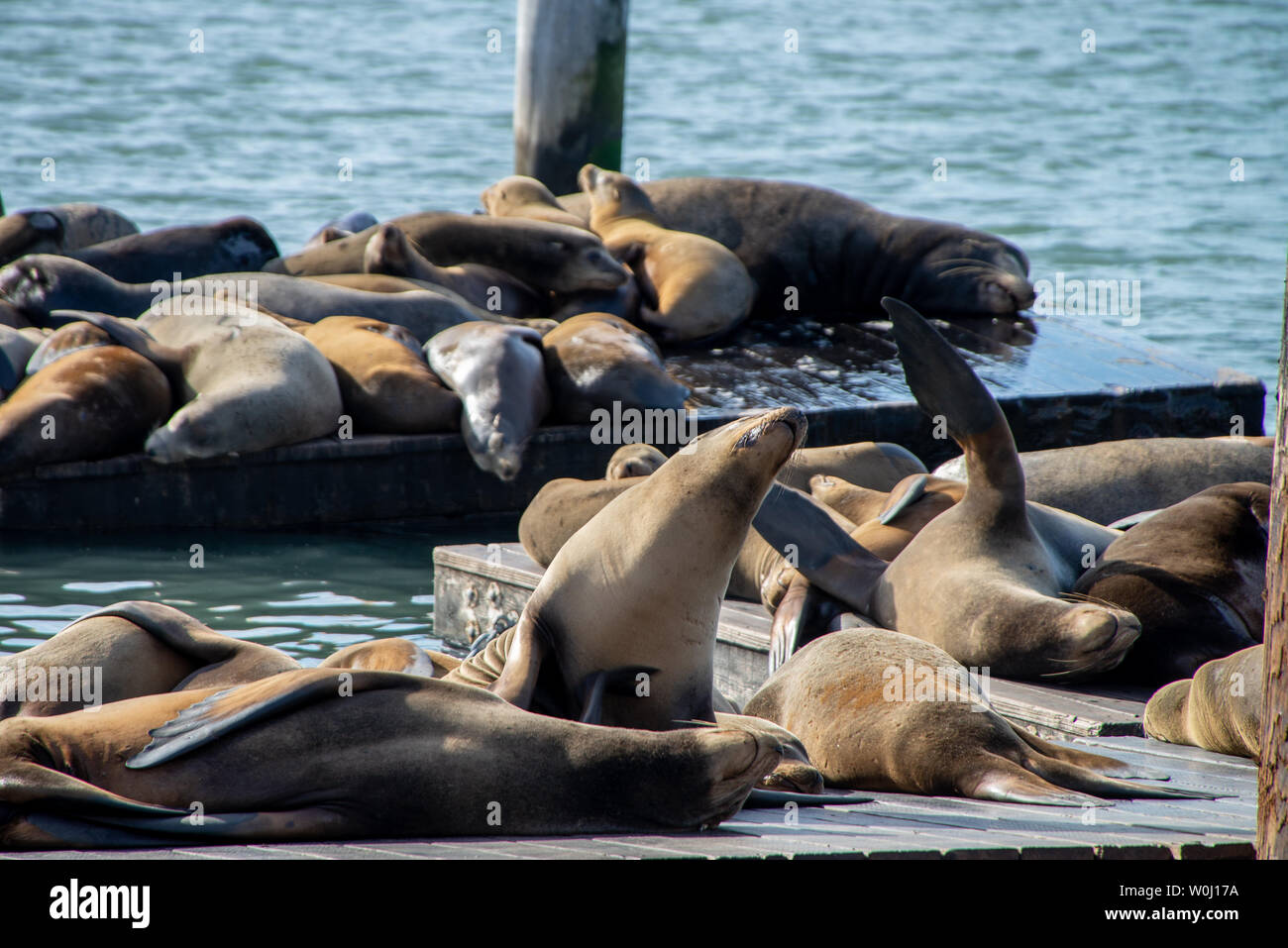 Molti dei leoni di mare sul Molo 39 a San Francisco, California, Stati Uniti d'America. Foto Stock