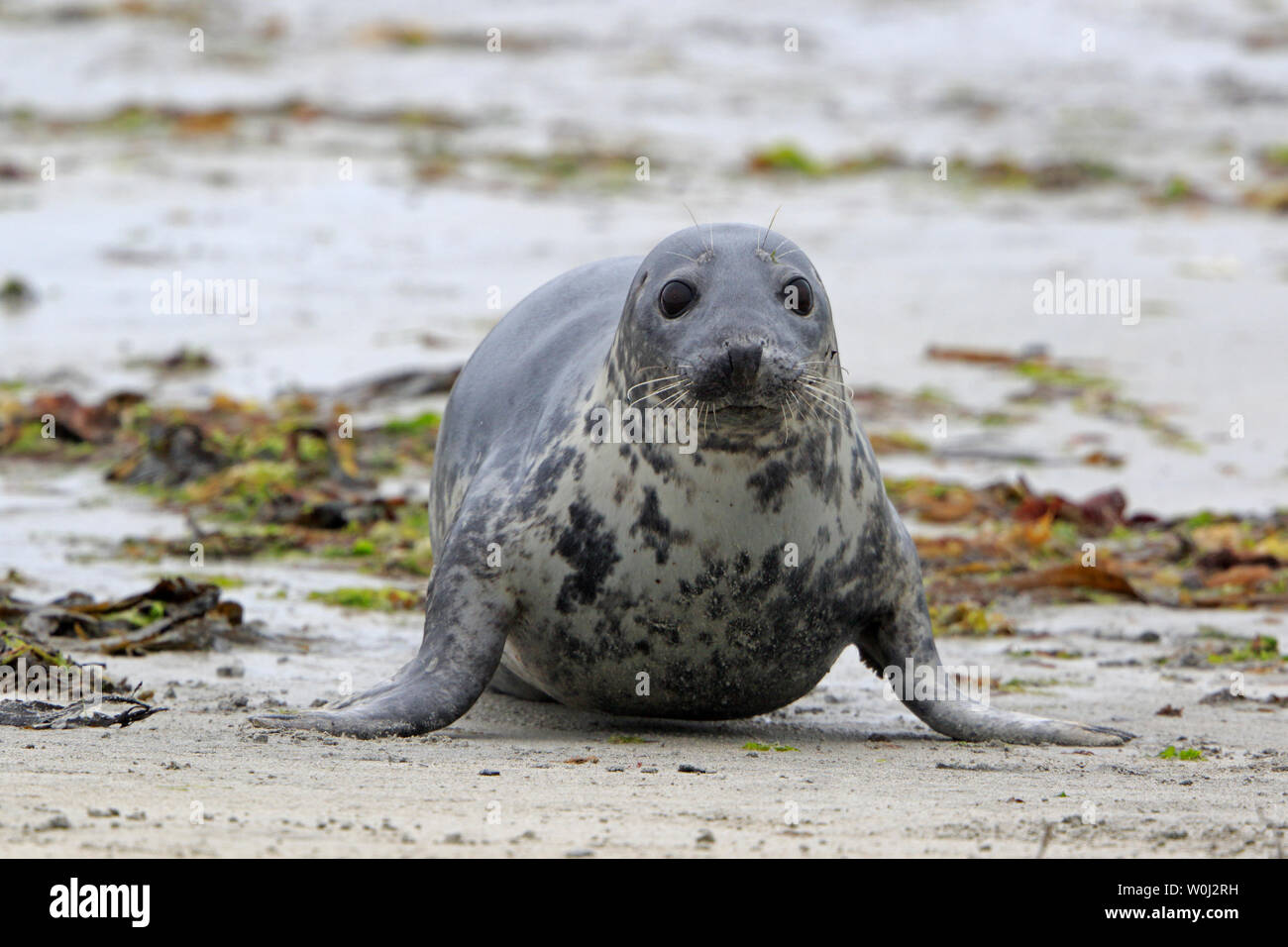 Guarnizione comune su North Ronaldsay Isole Orcadi Scozia Scotland Foto Stock