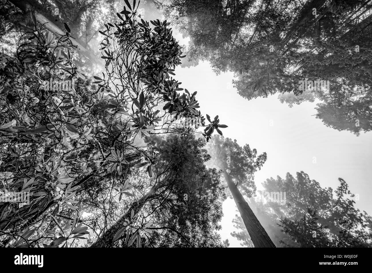 Nebbia costiera verde torreggianti alberi di rododendro Pink Lady Bird Johnson Grove Redwoods National Park California. Gli alberi più alti nel mondo, 1000s dell'anno Foto Stock