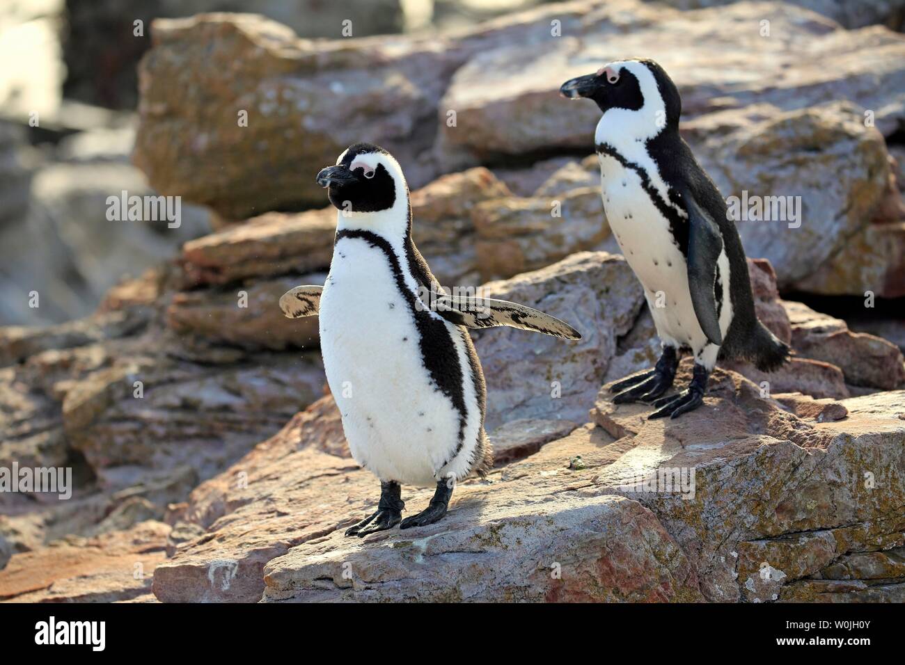 I Penguins africani (Spheniscus demersus), Adulto, giovane, sulla spiaggia rocciosa, Betty's Bay, punto pietroso Riserva Naturale, Western Cape, Sud Africa Foto Stock