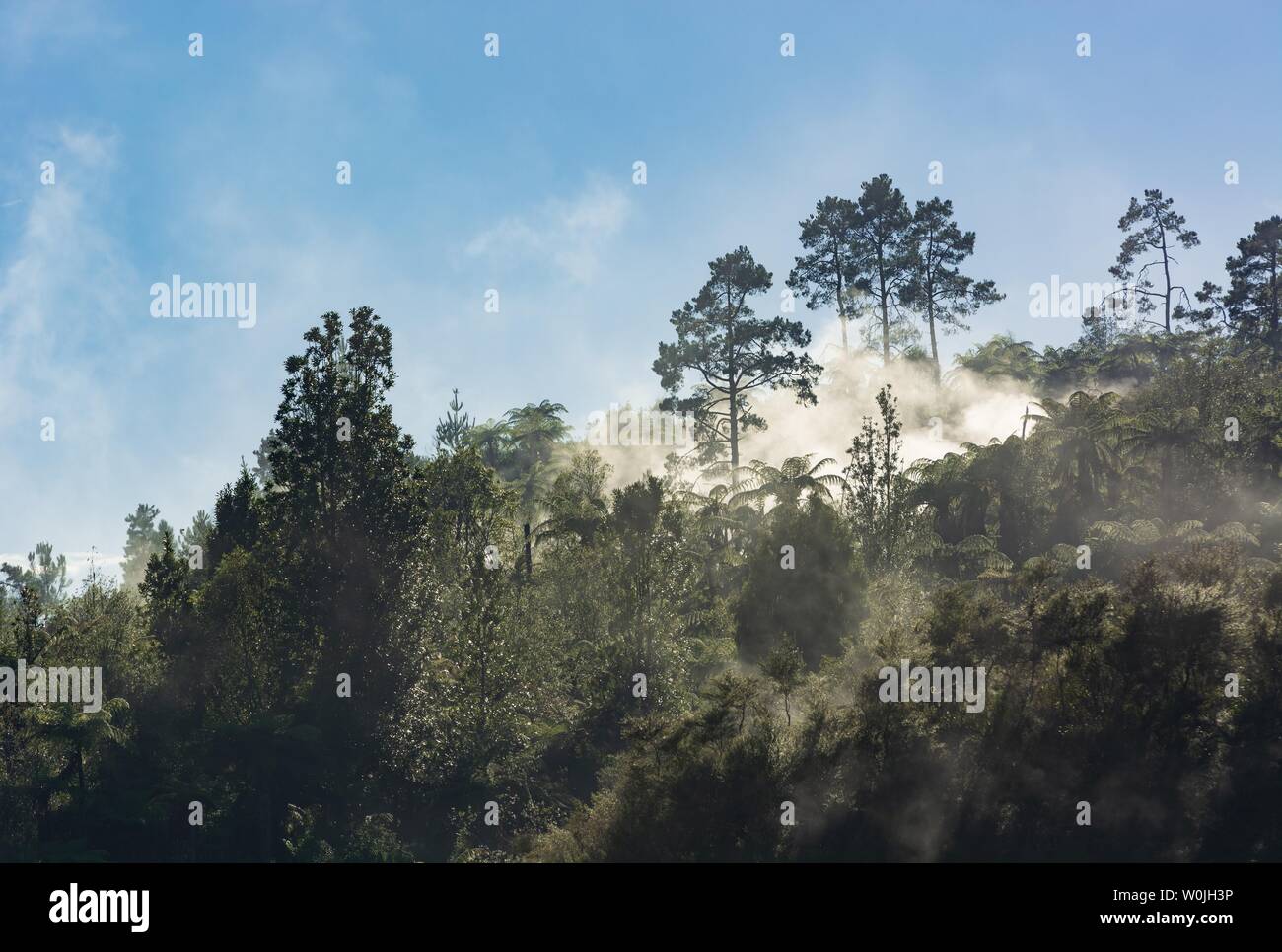 La foresta tropicale con la nebbia e il vapore da hot springs, Orakei Korako Parco geotermico, area geotermica, Hidden Valley, Taupo zona vulcanica, Nord Foto Stock