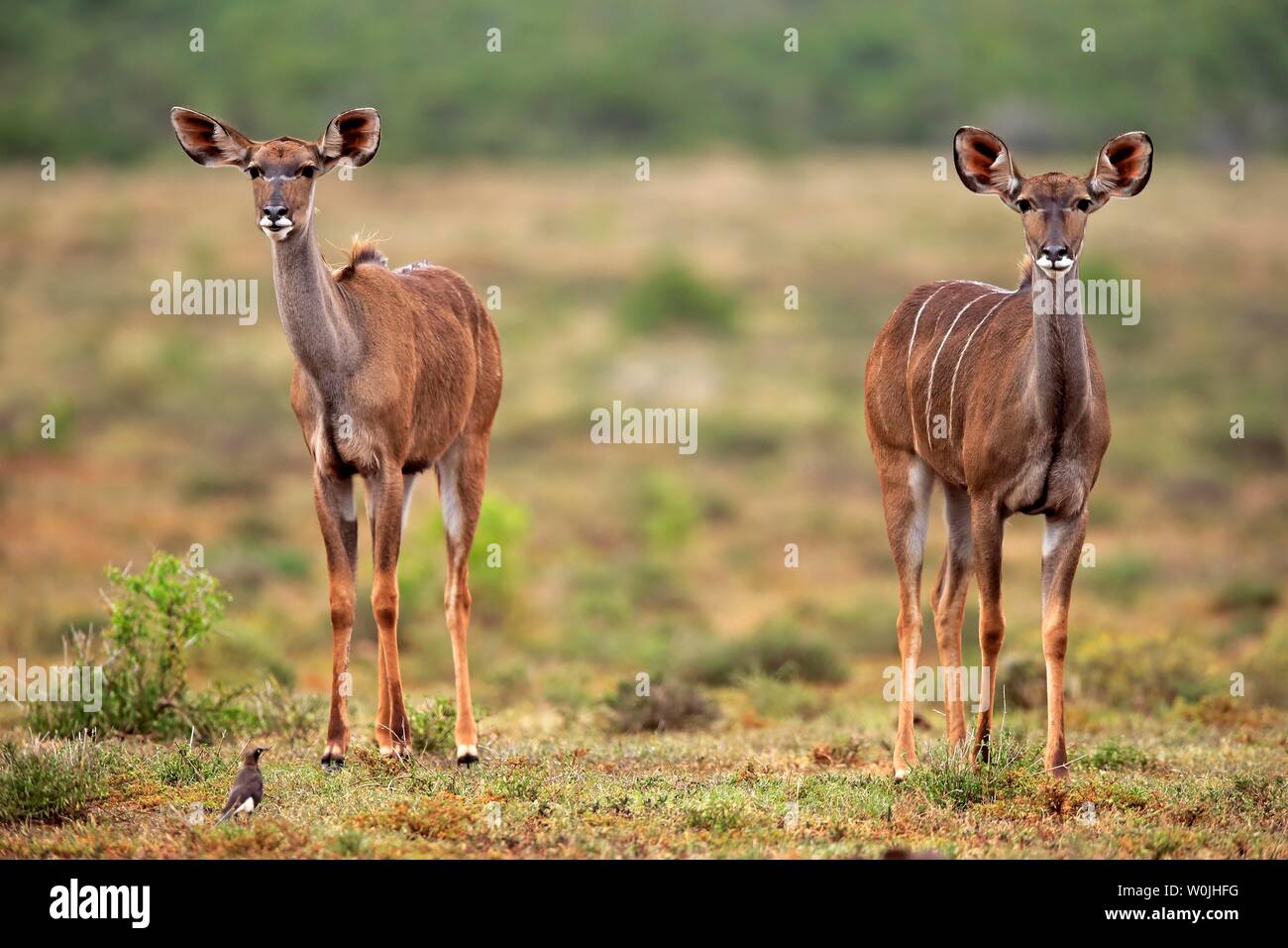 Zambezi kudu maggiore (Strepsiceros zambesiensis), due femmine, vigilante, Addo Elephant National Park, Capo orientale, Sud Africa Foto Stock