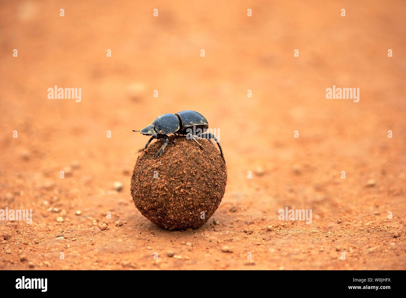 Dung beetle (Scarabaeus sacer) rotoli palla di sterco di elefante, Addo Elephant National Park, Capo orientale, Sud Africa Foto Stock