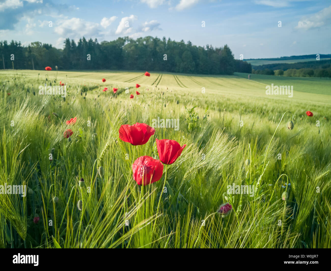 Sul bordo di un campo di orzo sono piante di papavero. Si tratta di inizio estate, il sole splende e il cielo è blu. Sullo sfondo sono le tracce del tr Foto Stock