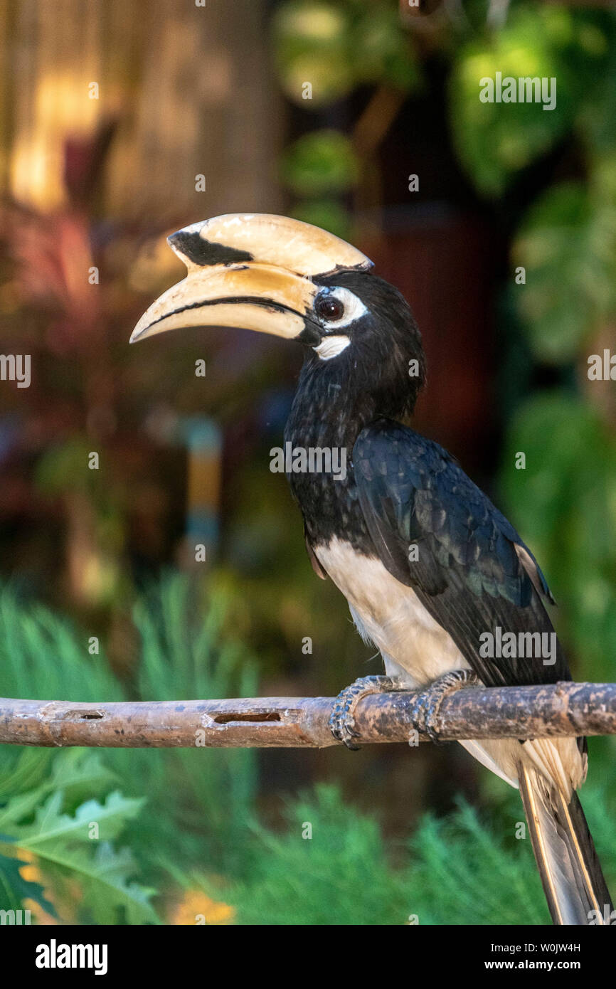 Großer Hornbill, Buffallo Bucht, Koh Phayam, Thailandia |maggiore Hornbill , buceros simum, Buffallo bay, Koh Phayam, Thailandia Foto Stock