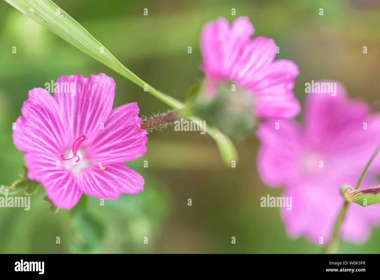 Nana fiori checkermallow, punto Lobos Riserva Naturale Statale, California, Stati Uniti. Foto Stock