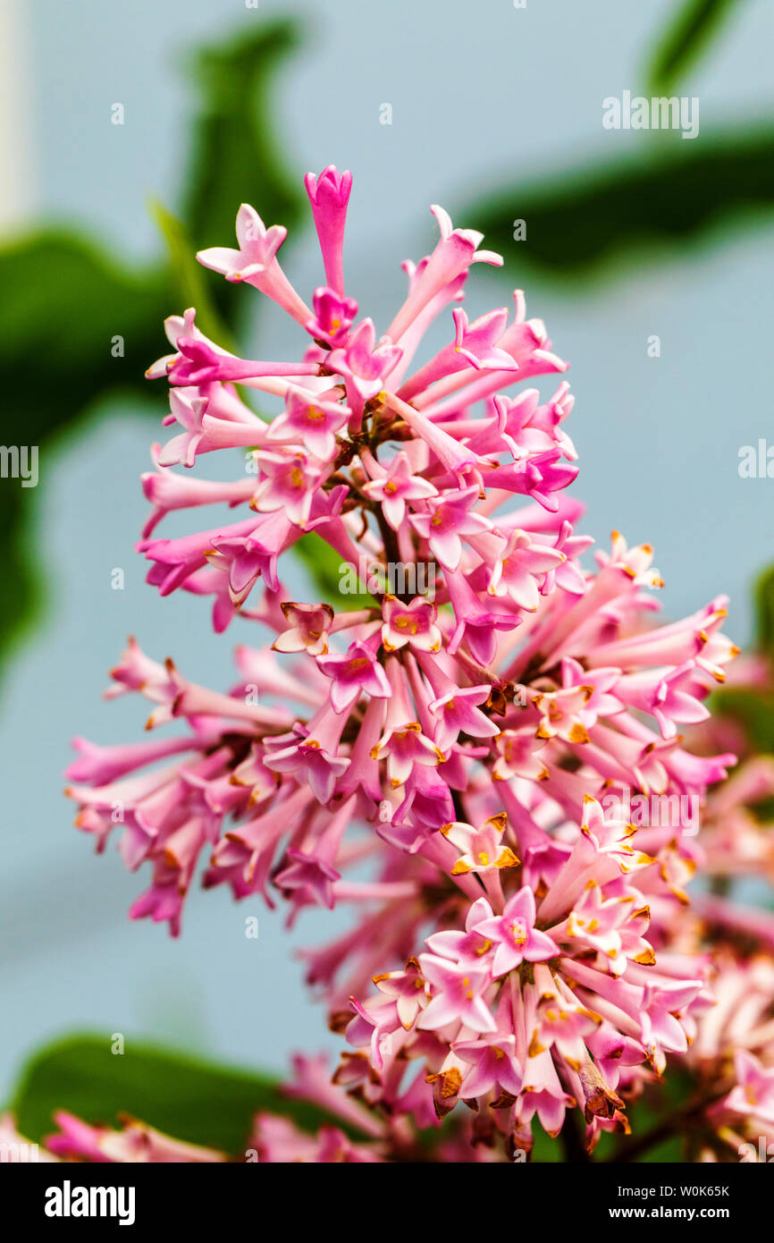 Fiori di colore rosa di Syringa vulgaris; lilla comune; in estate fiore Foto Stock
