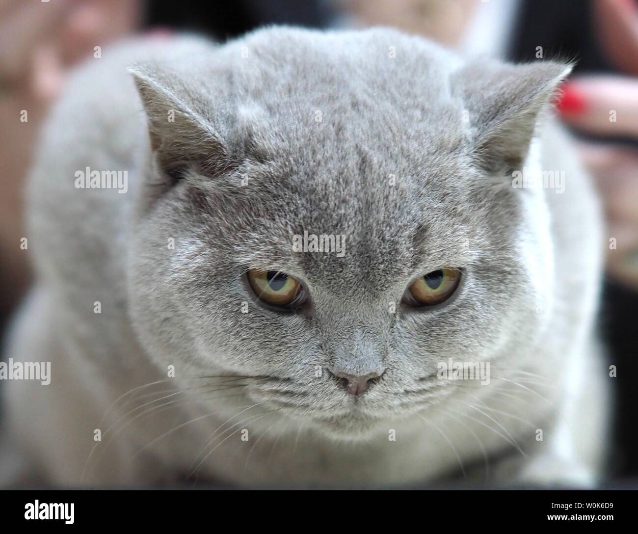 Maggio 2019 - faccia di un pedigree Cat - British Shorthair grigio guardare dritto verso la fotocamera Foto Stock