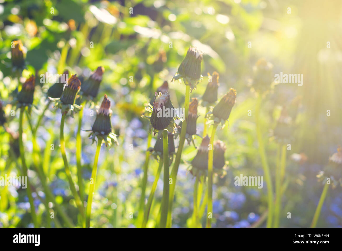 Splendida mattina nel campo tra i fiori di campo Foto Stock