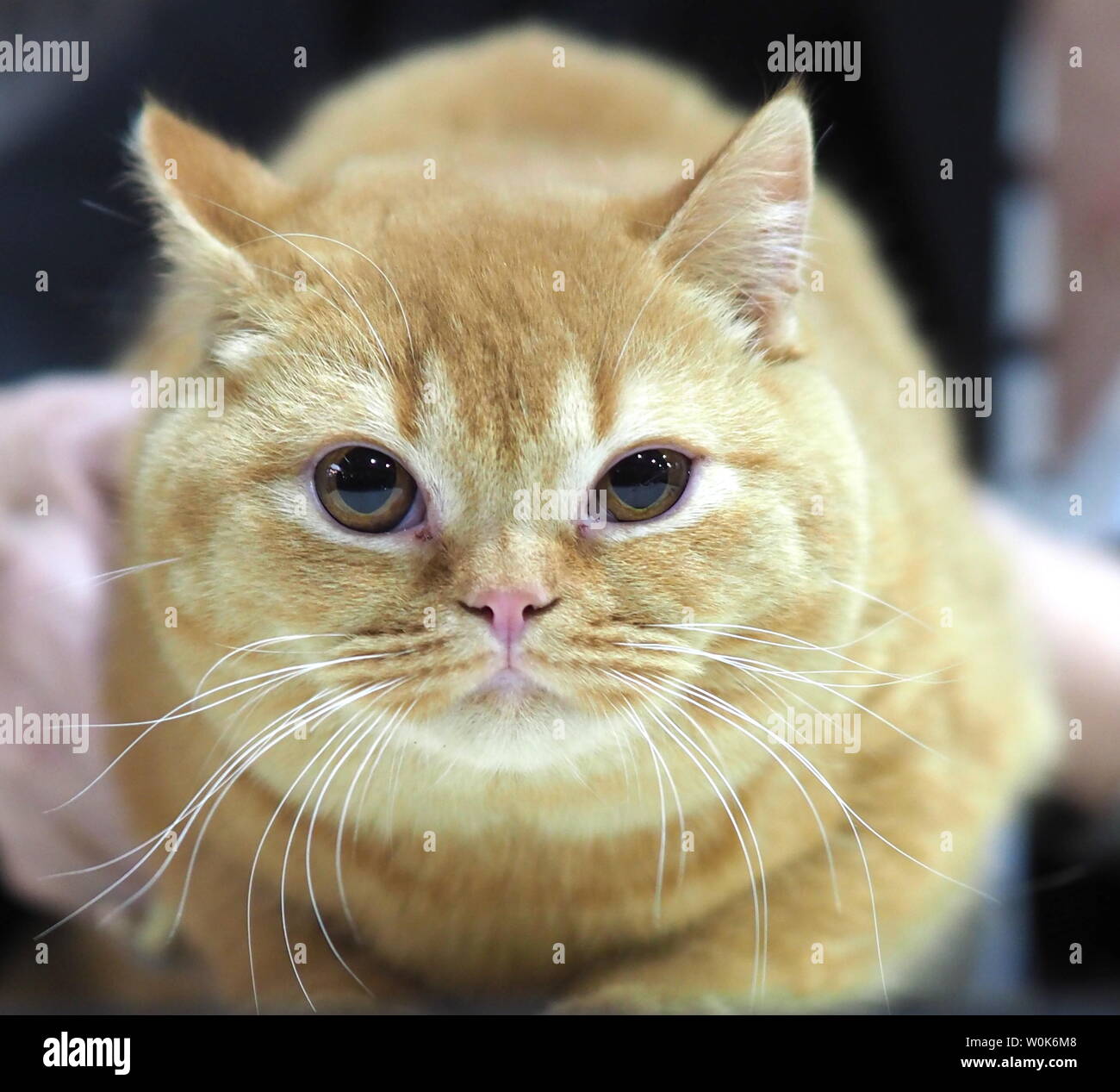 Maggio 2019 - faccia di un pedigree Cat - British Shorthair grigio giocando con una farfalla Foto Stock