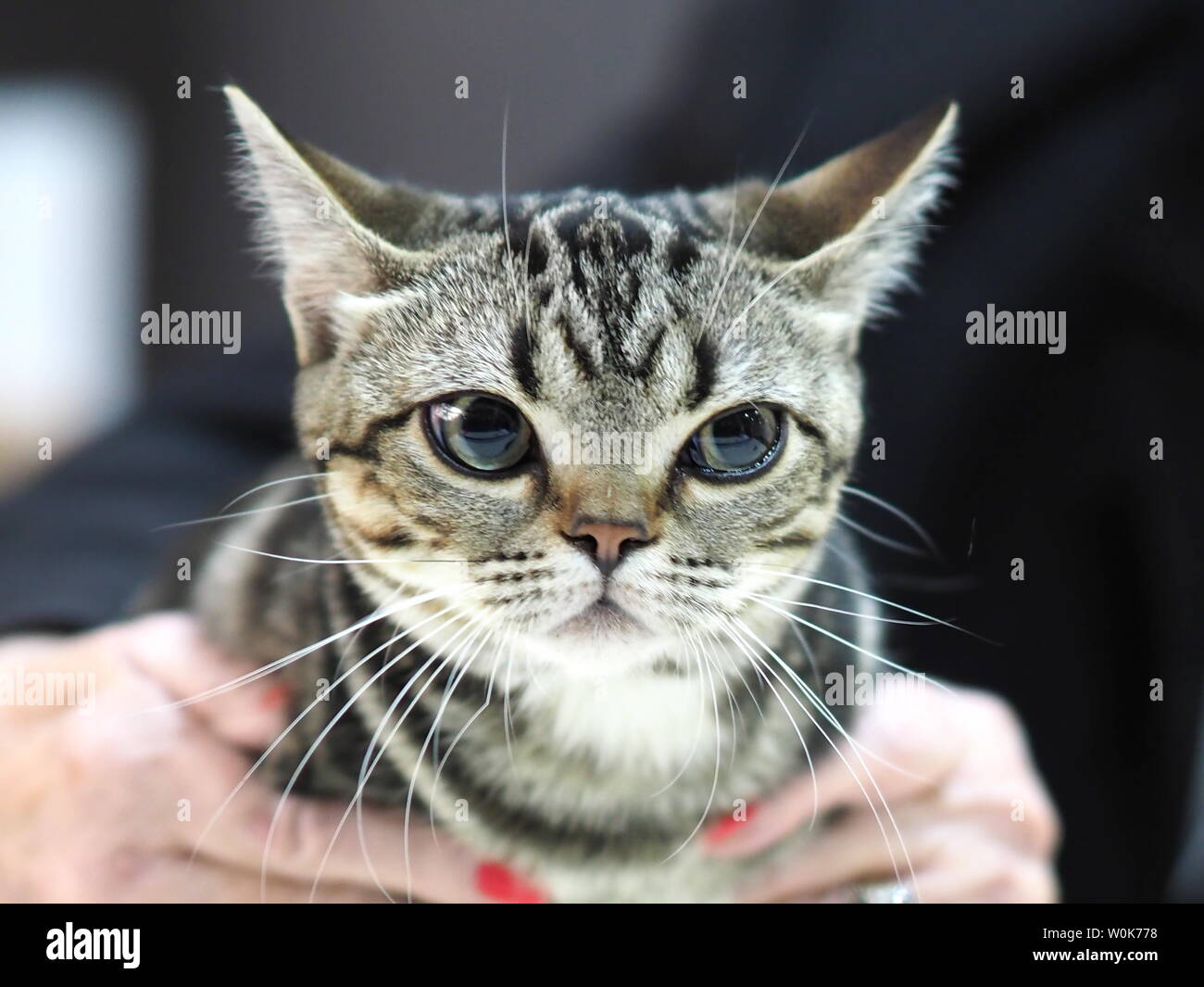 Maggio 2019 - volto di un domestico Shorthair Tabby Cat Foto Stock