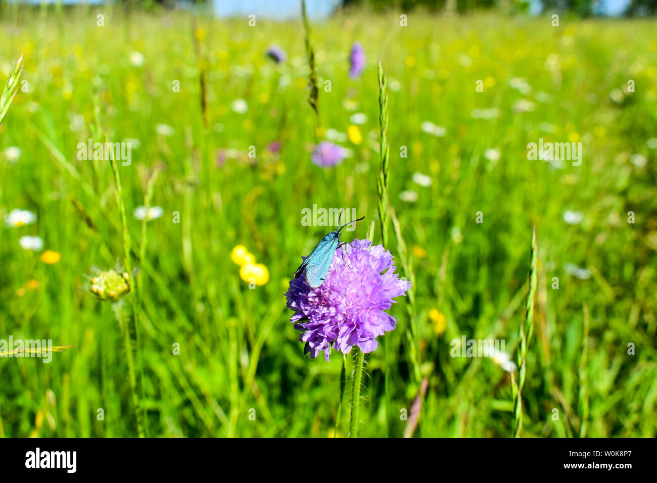 Il verde forester (Adscita statices) sul fiore. Foto Stock