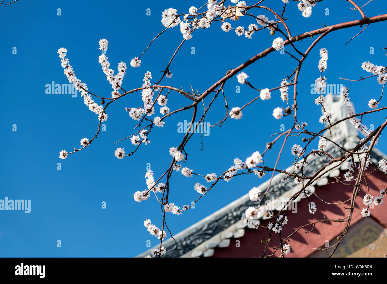 fiore di pesco Foto Stock