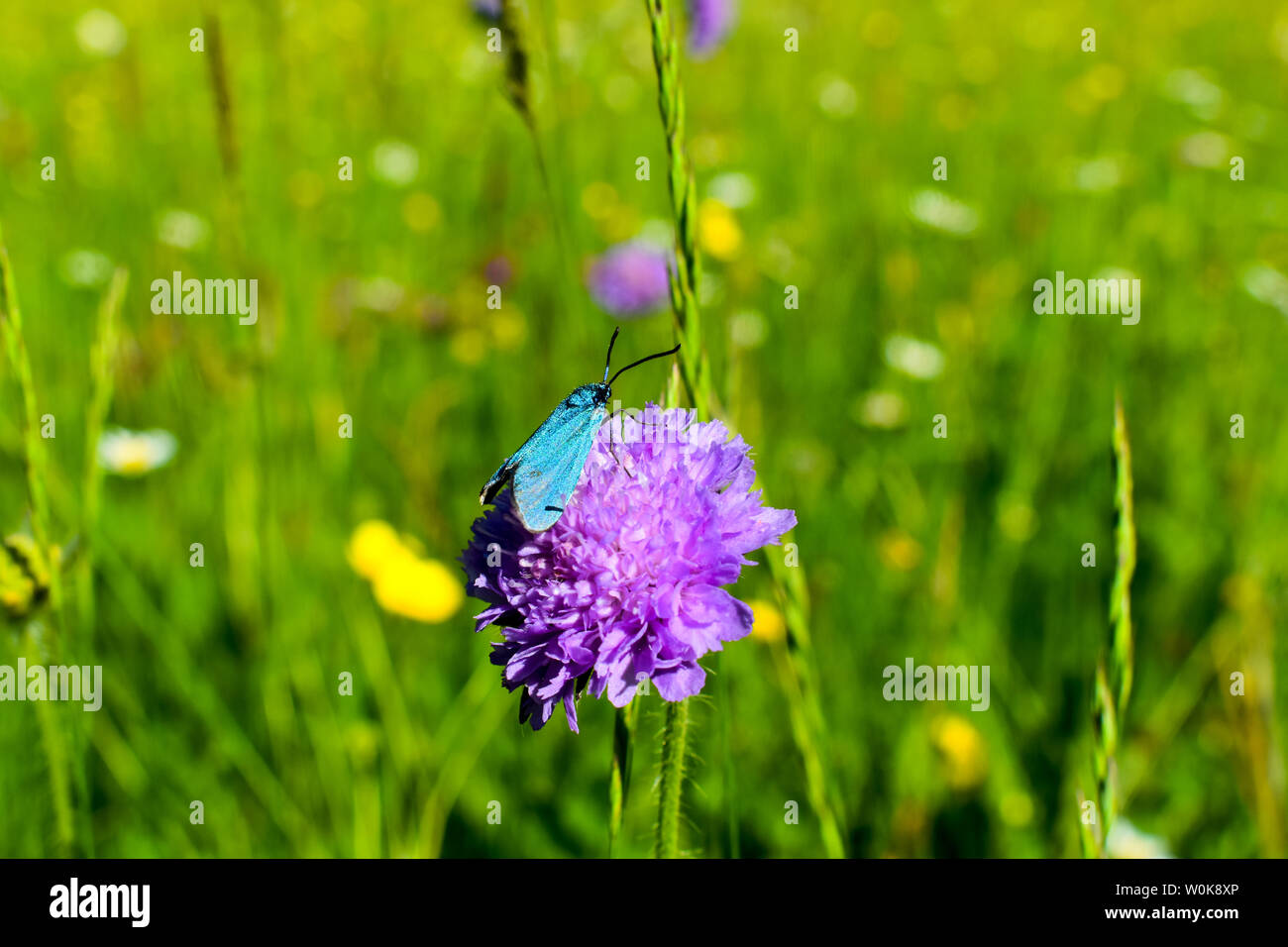 Il verde forester (Adscita statices) sul fiore. Foto Stock