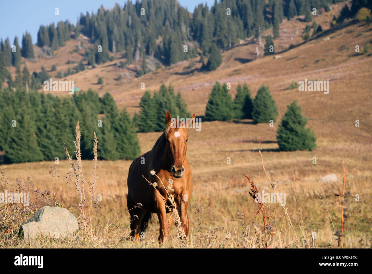 Cavalli che pascolano nella valle di Kok Zhailau Foto Stock
