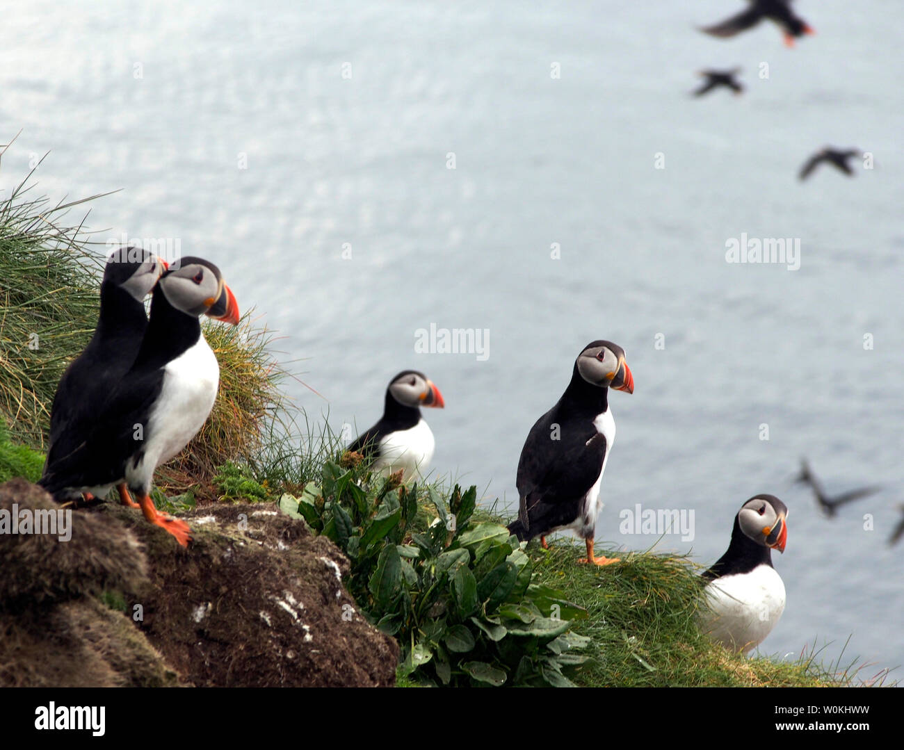 I puffini, Galta mor, isole Shiant, Scozia Foto Stock
