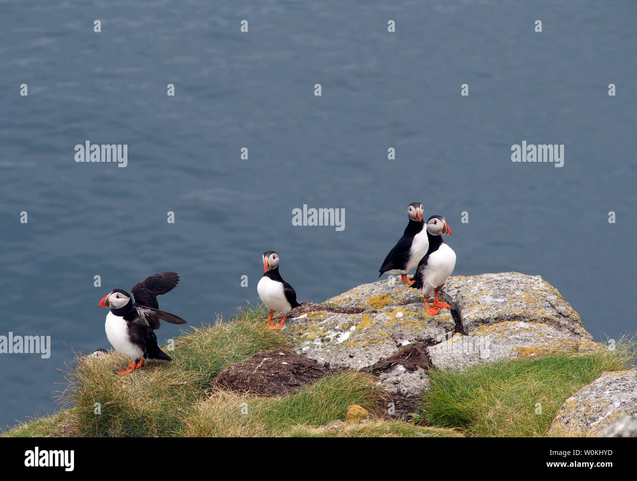 I puffini, Galta mor, isole Shiant, Scozia Foto Stock