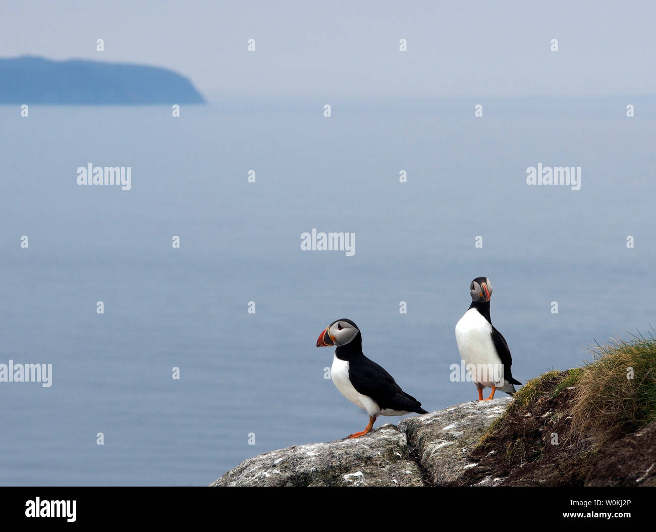 I puffini, Galta mor, isole Shiant, Scozia Foto Stock