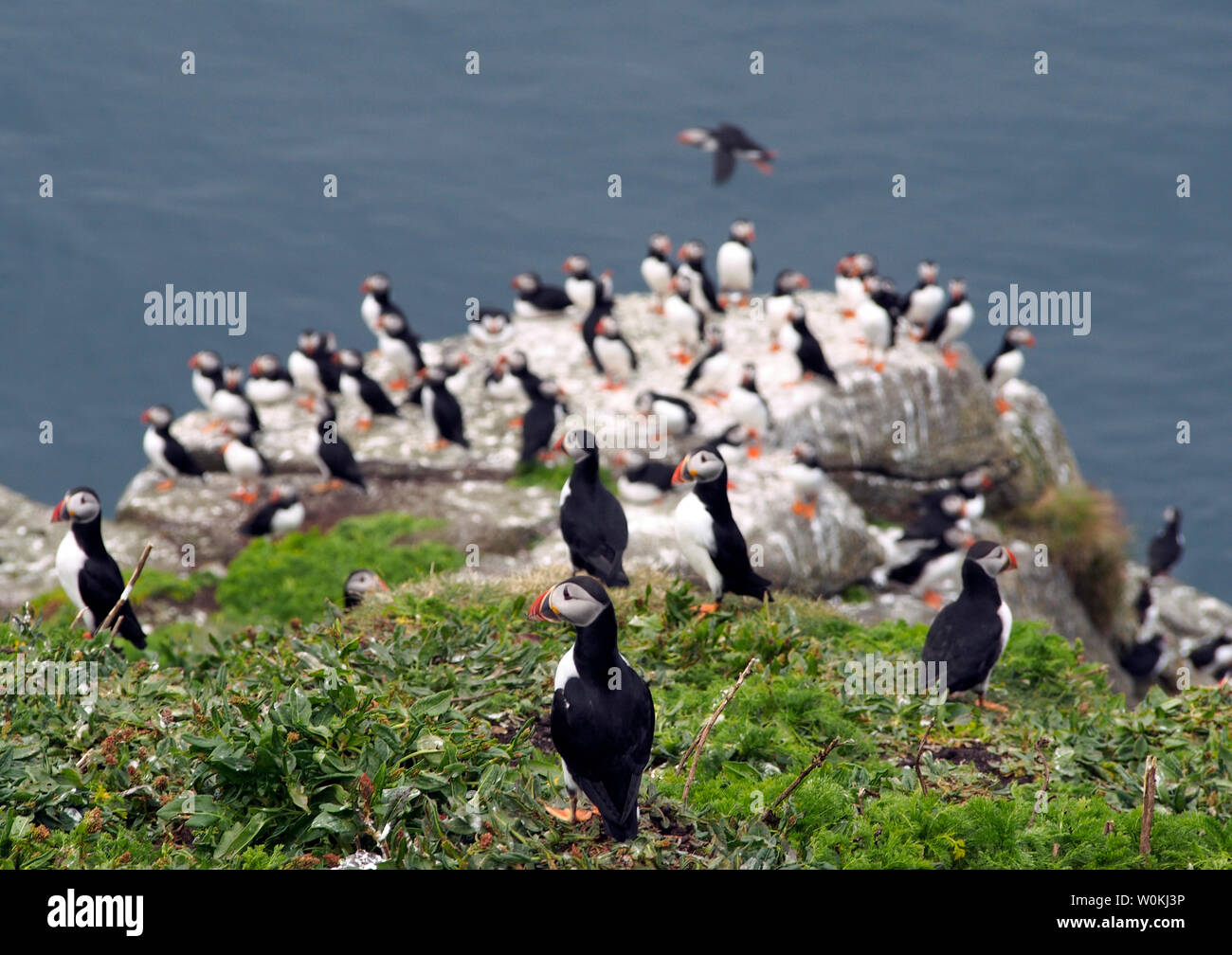 I puffini, Galta mor, isole Shiant, Scozia Foto Stock