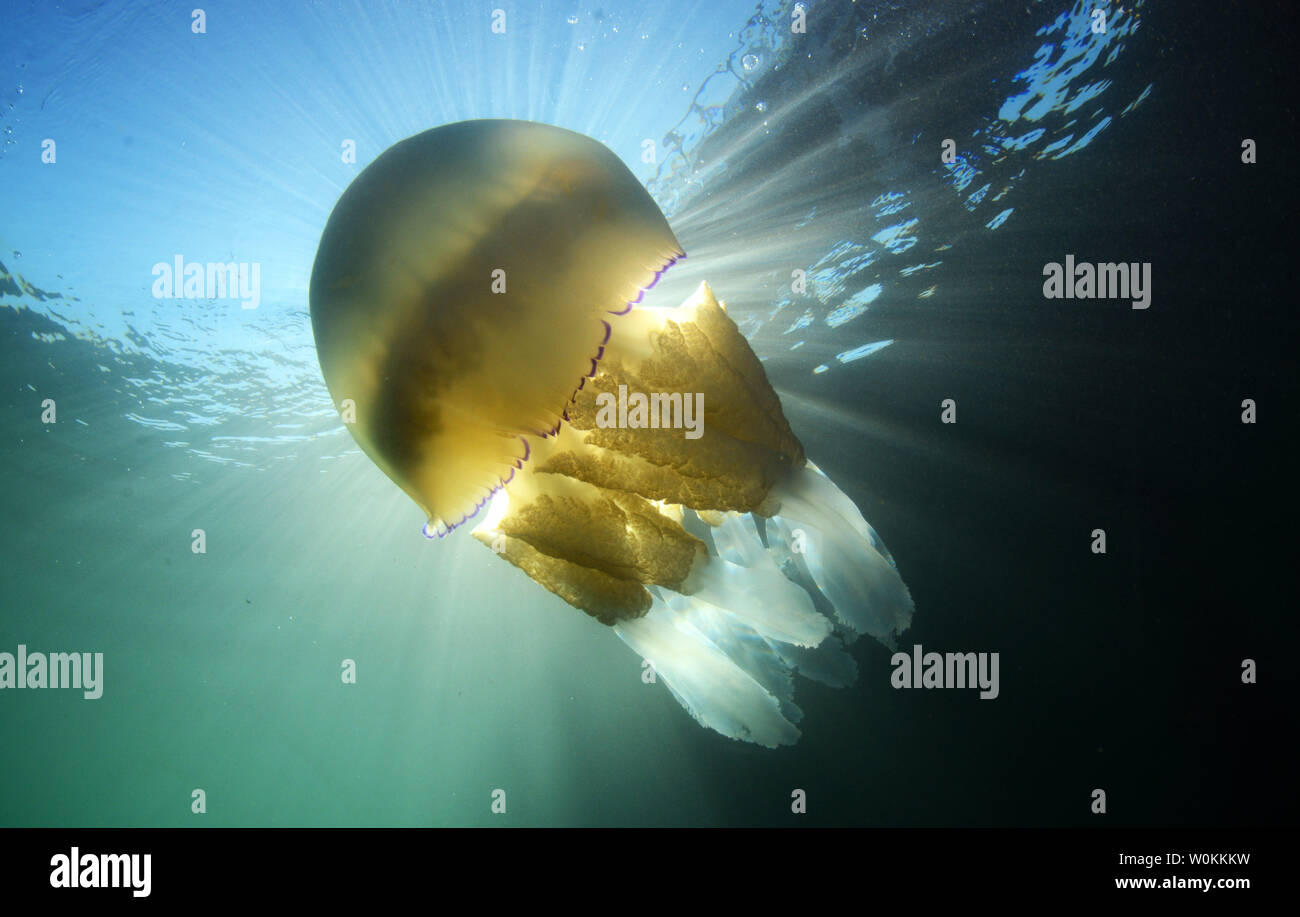 Canna medusa a Swanage Pier nel giugno 2019 Foto Stock