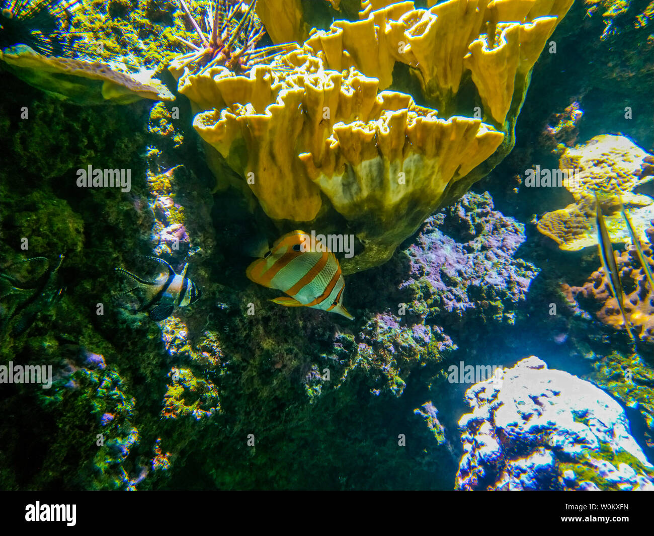 Paesaggio sottomarino con scogliera di corallo e pesce. L'acquario di abitanti del mondo sottomarino in Aquarium de La Rochelle, Francia Foto Stock