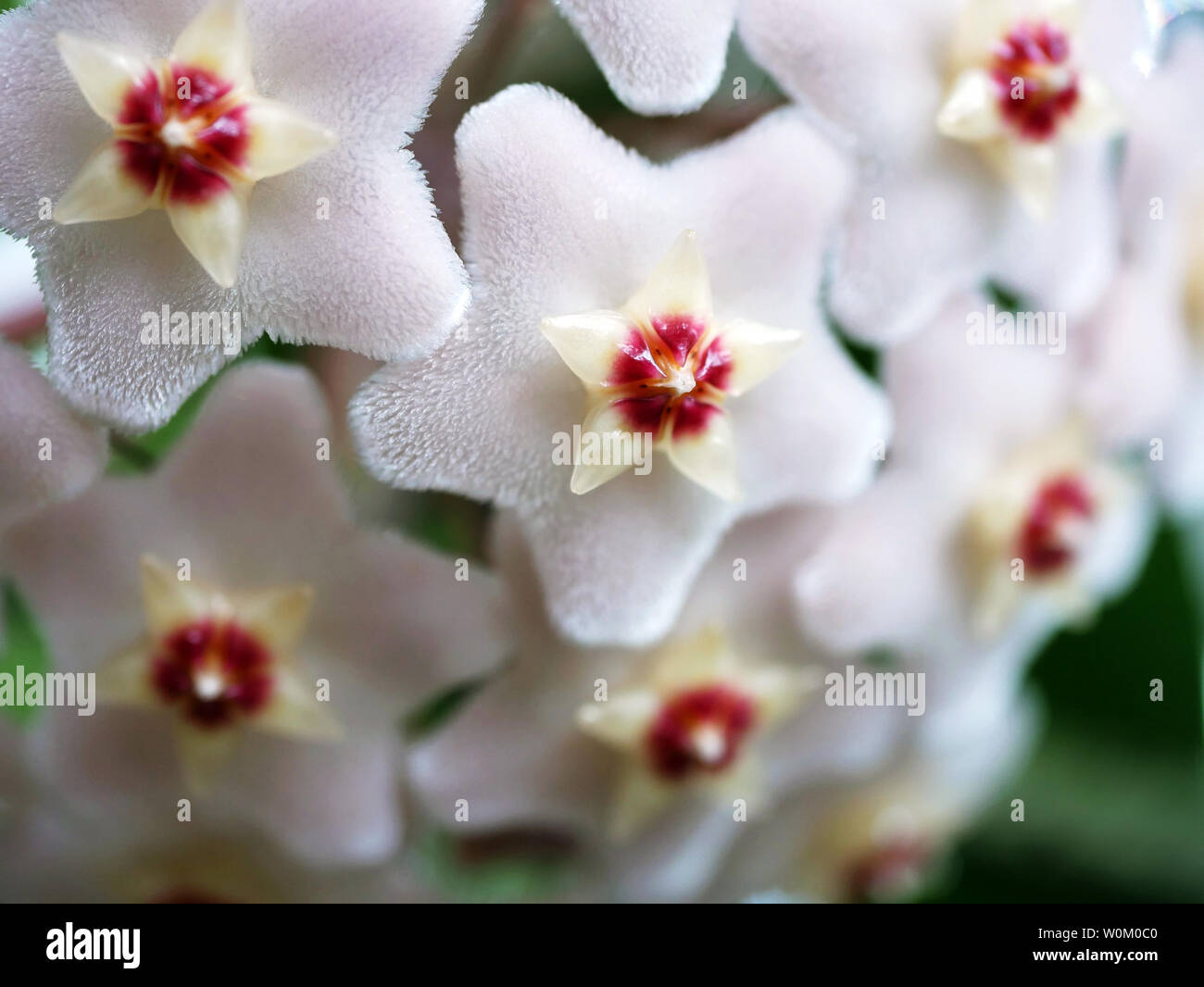 Porcelainflower Foto Stock