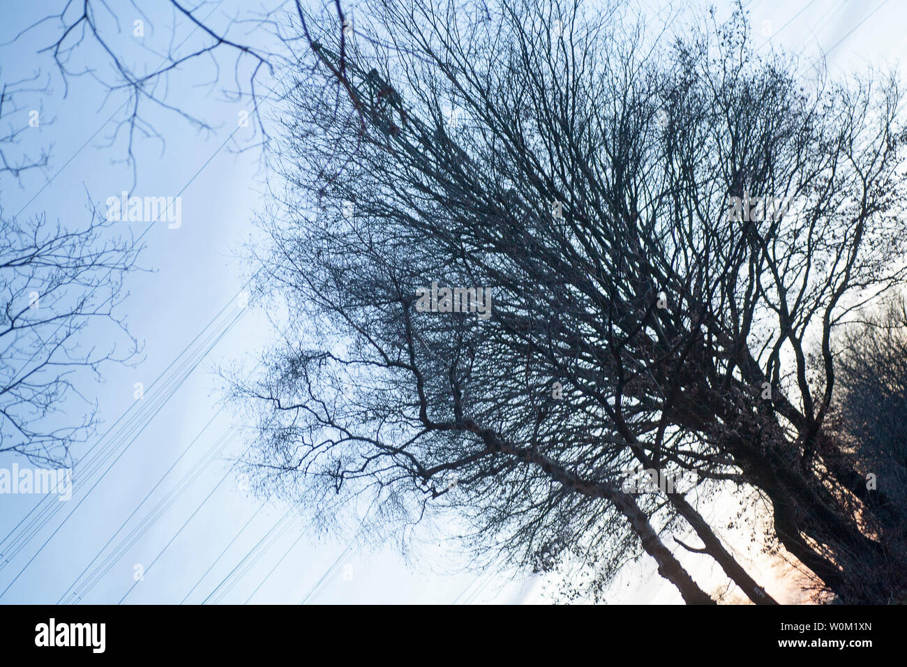 Diagonale ad albero sulla torre elettrico sfondo vintage arte in stampe di alta qualità Foto Stock